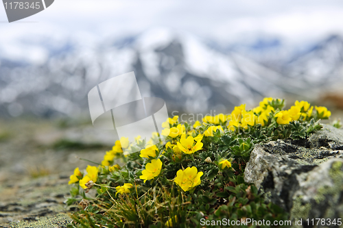 Image of Alpine meadow in Jasper National Park