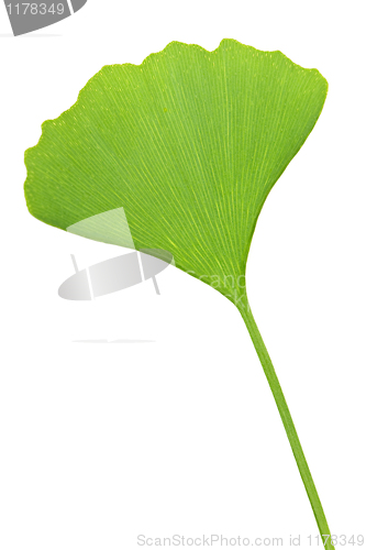 Image of Ginkgo Biloba leaf
