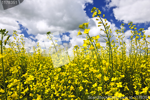 Image of Canola plants in field