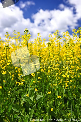 Image of Canola plants in field