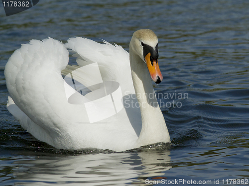 Image of Muted swan