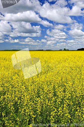 Image of Canola field