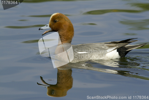 Image of Eurasian Wigeon