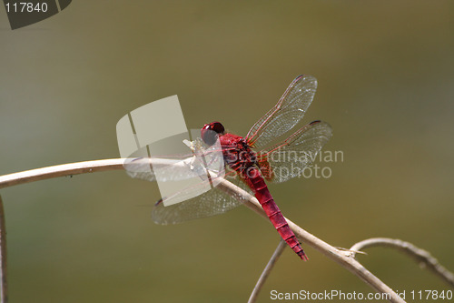 Image of Red dragonfly