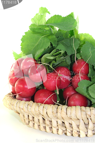 Image of Radish