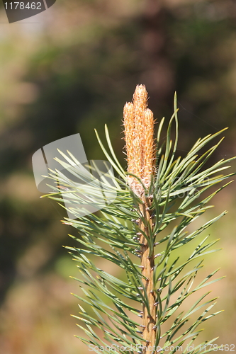 Image of Fauna & Flora