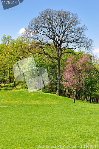 Image of Spring morning