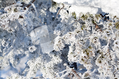 Image of pine branches