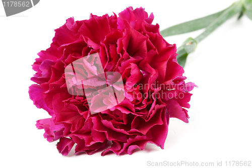 Image of red carnation