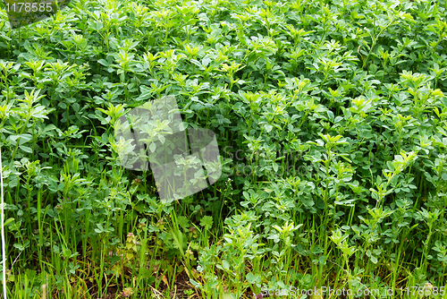 Image of Clover grass growing