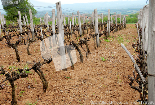 Image of Vineyard