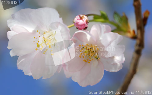 Image of Pink Cherry blossoms