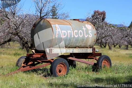 Image of Apricots