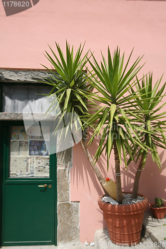 Image of Palm tree next to a green door, Corniglia.