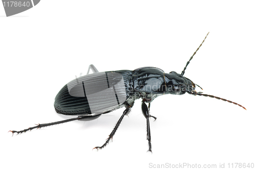 Image of Black carabus beetle