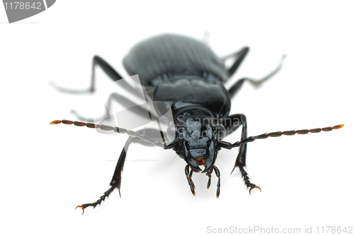 Image of Black carabus beetle