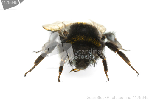 Image of Bumblebee "portrait"