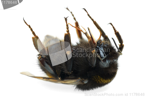 Image of Dead bumblebee