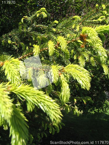 Image of Budding spruce