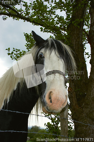 Image of Horse