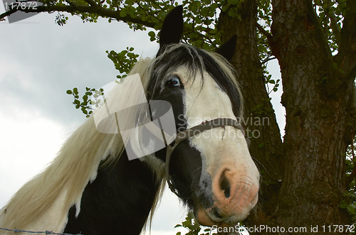 Image of Horse