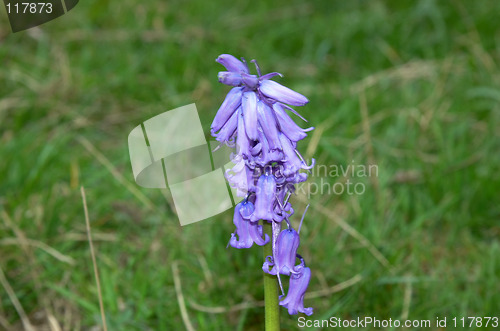 Image of Bluebell