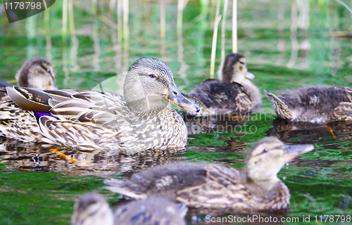 Image of Mallard duck with chicks