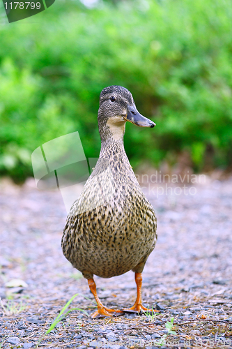 Image of Female Mallard Duck