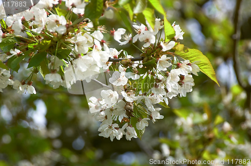 Image of Cherry blossom