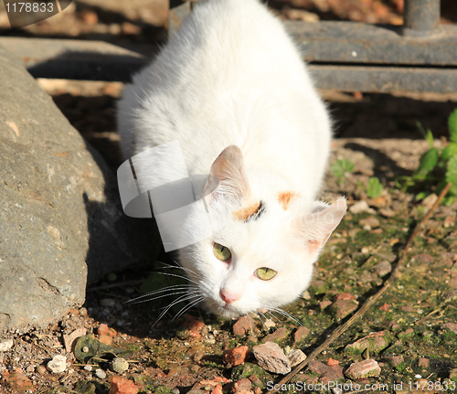 Image of White cat