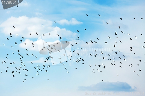 Image of Birds