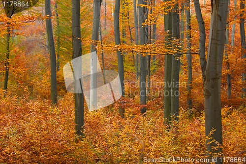 Image of Autumn