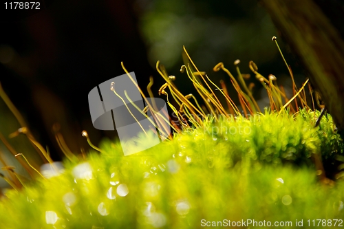 Image of Moss