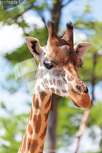 Image of Giraffe