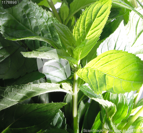 Image of mint