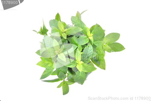 Image of gren mint