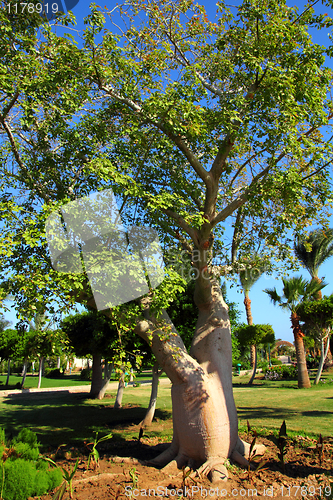 Image of bottle trees adenium obesum socotra