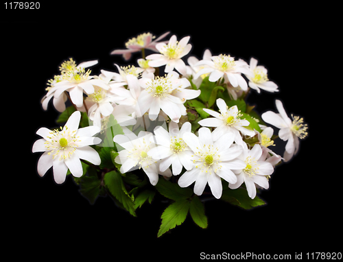 Image of bouquet of snowdrop flowers on black
