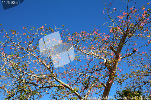 Image of blossom branches of bottle tree