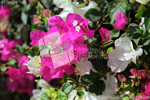 Image of pink and white flowers