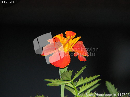 Image of african marigold