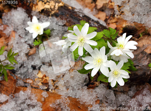 Image of snowdrop flowers and melting snow