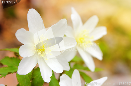 Image of snowdrop flowers in sunligh