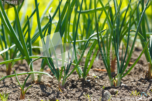 Image of Onions in vegetable garden