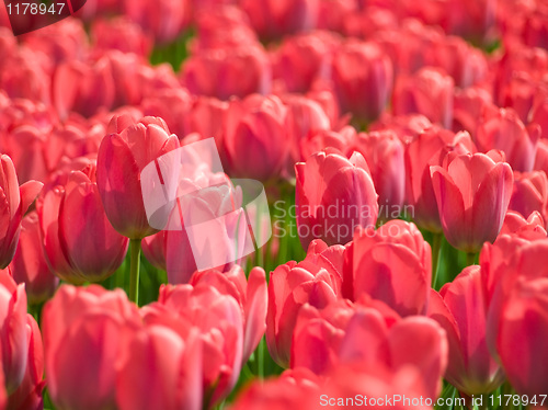 Image of Tulips.