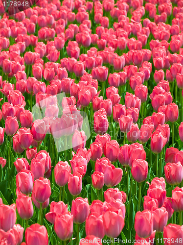 Image of Tulips.