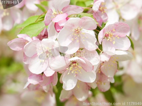 Image of Blossoming apple.