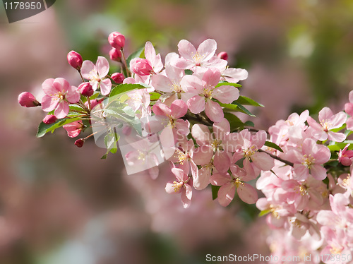 Image of Blossoming apple.