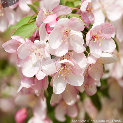 Image of Blossoming apple.