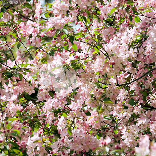 Image of Blossoming apple.